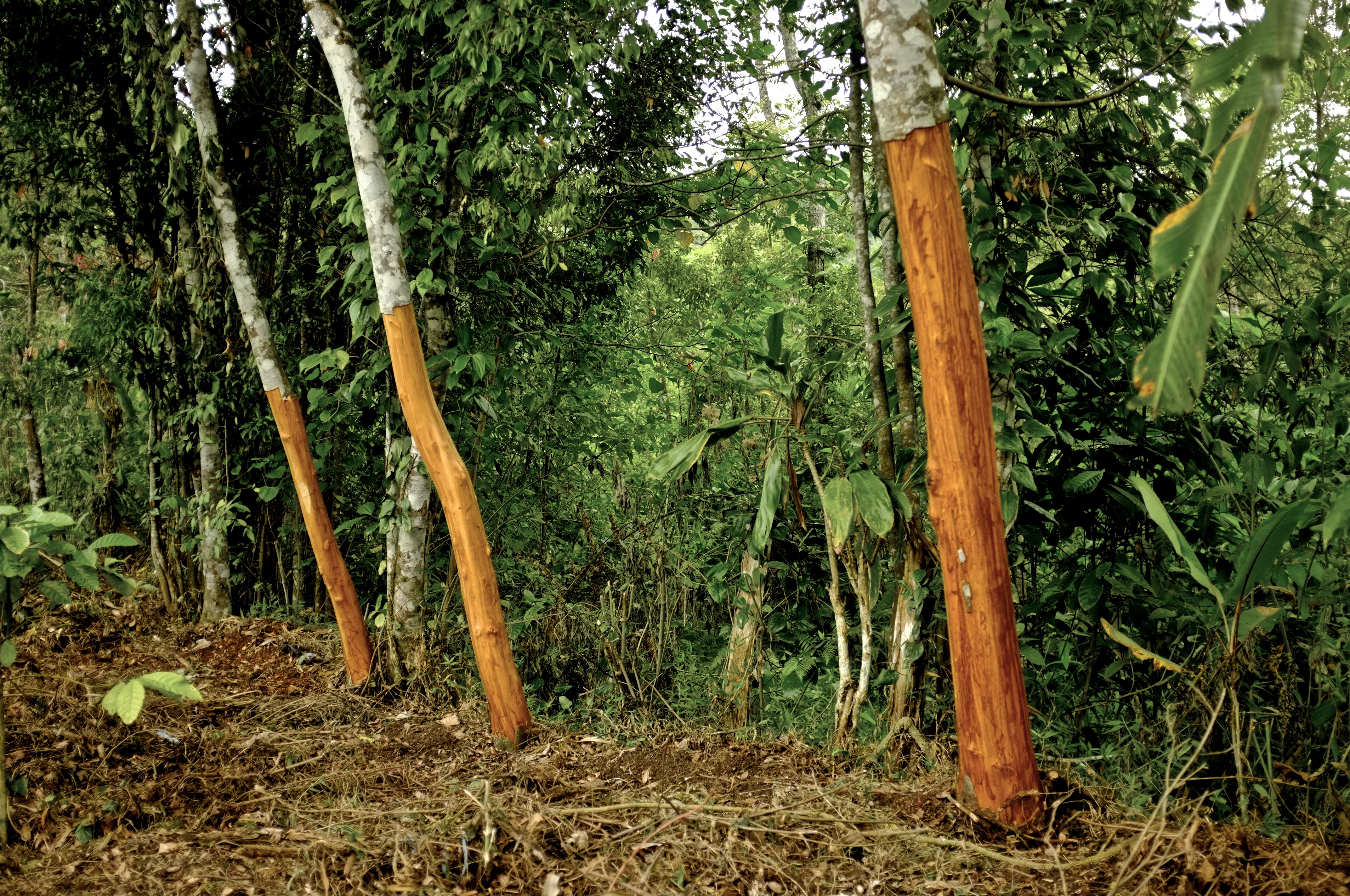 Korintje cassia trees in Kerinci Highlands, Sumatra — single origin cinnamon